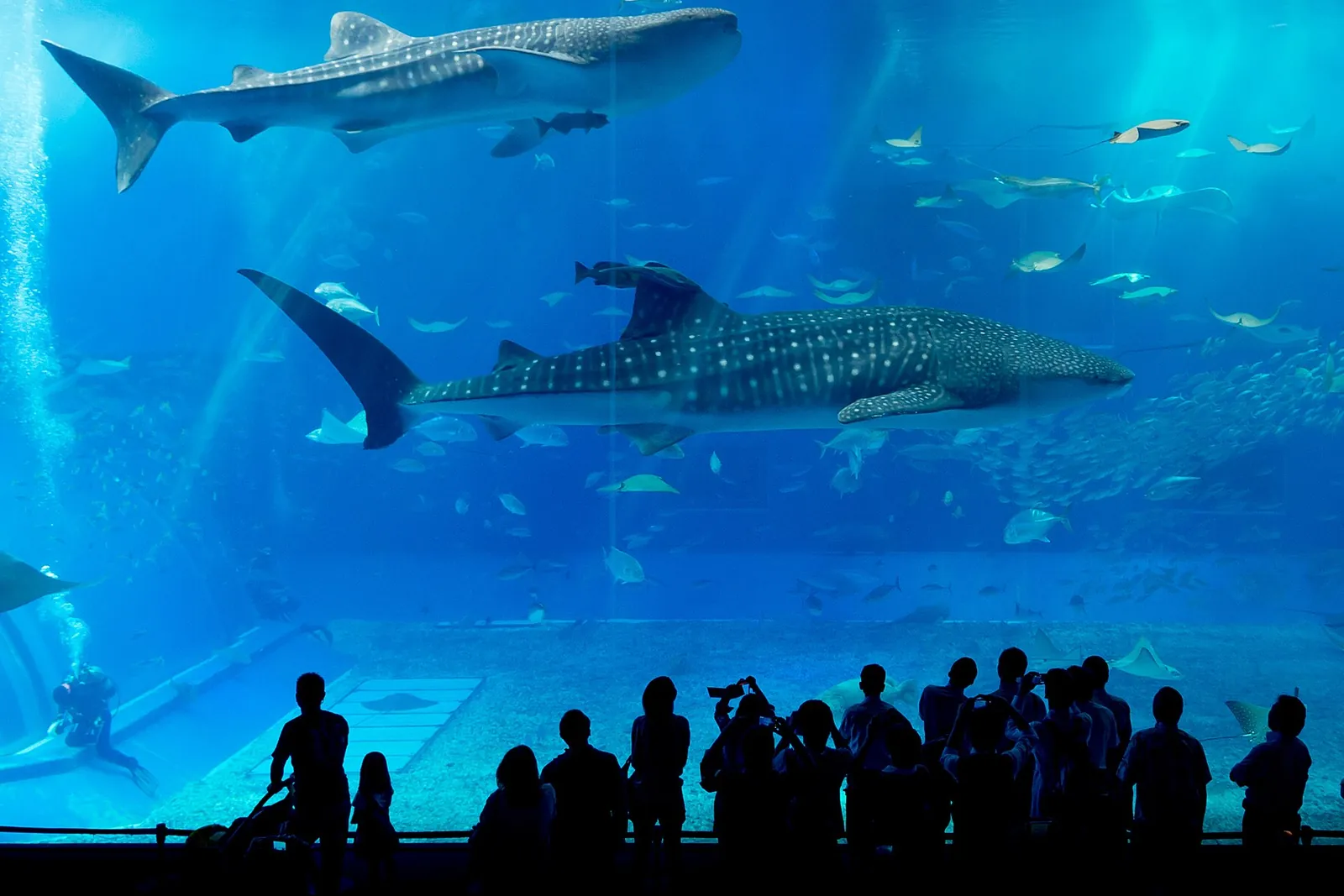 Two whale sharks and many smaller fish in a huge blue aquarium tank with the silhouettes of visitors in front; the Kuroshio Sea tank, not the park