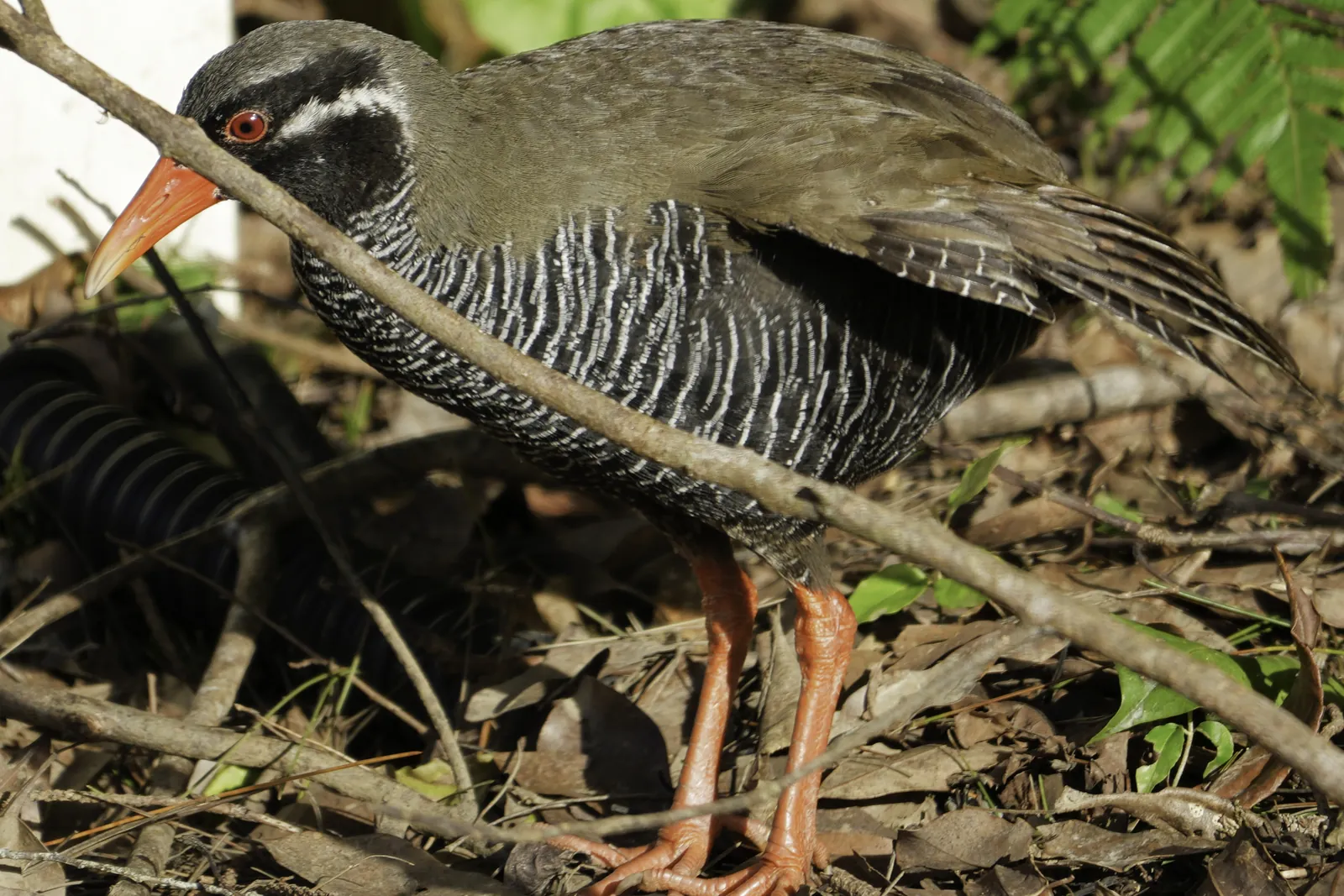 An Okinawa rail, a dark bird with a white eye stripe, a barred chest, an orange bill and orange legs, among fallen leaves; a wild bird of the Yanbaru forest